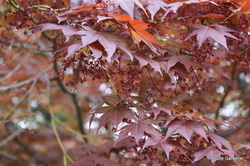 Acer Palmatum 'Oshio Beni' — photo 3